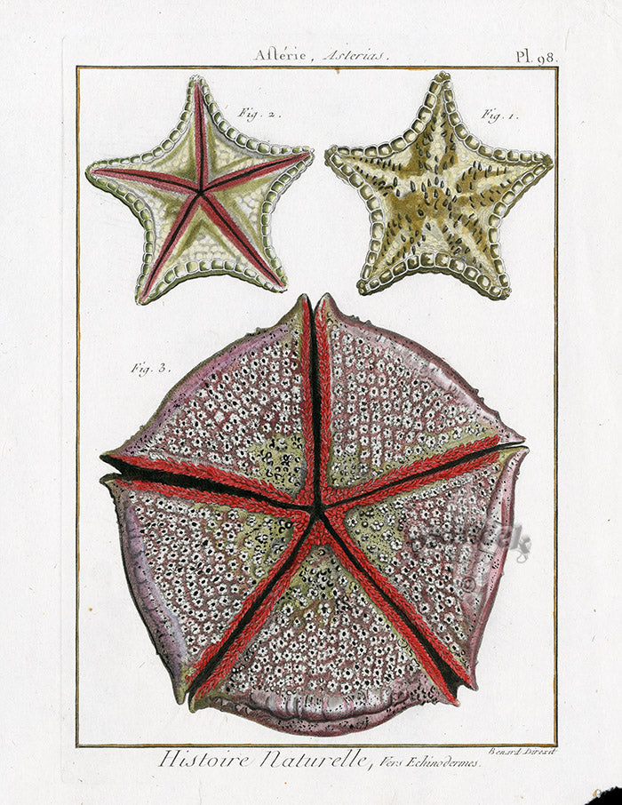 Lamarck Antique Bat Star 1782