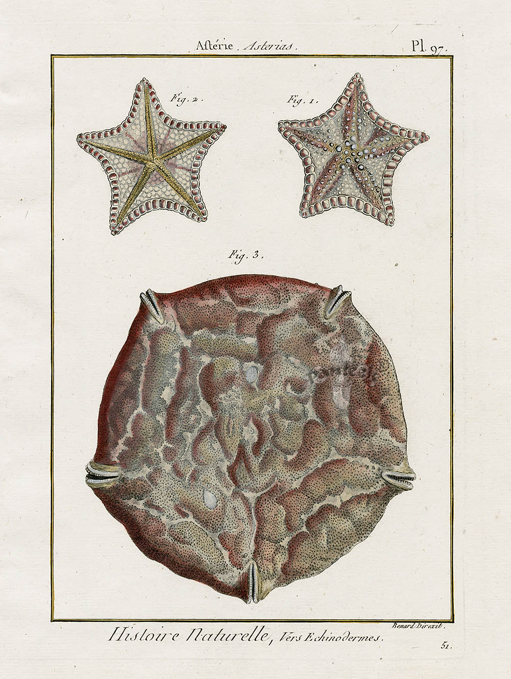 Lamarck Antique Bat Star, Sea Biscuit 1782