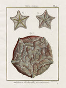 Lamarck Antique Bat Star, Sea Biscuit 1782 - Panteek Antique Prints