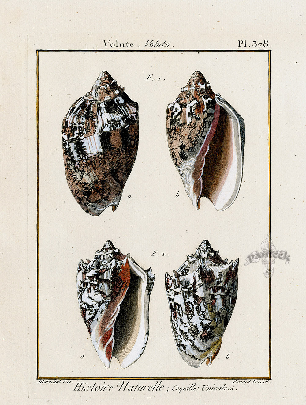 Lamarck Antique Bat Volute Shells 1782 | Panteek Antique Prints