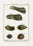Lamarck Antique Blood Ark Shells 1782 - Panteek Antique Prints