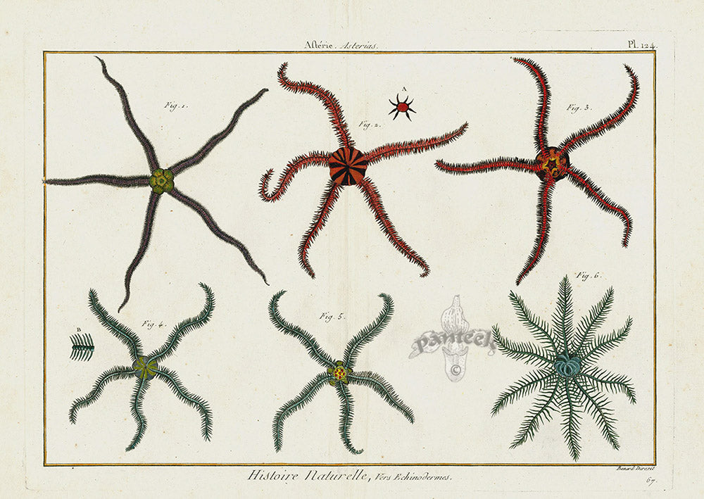 Lamarck Antique Brittle Starfish 1782