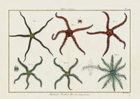 Lamarck Antique Brittle Starfish 1782 - Panteek Antique Prints