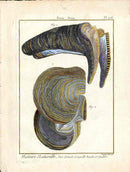 Lamarck Antique Brown Mussel Shells 1782 - Panteek Antique Prints