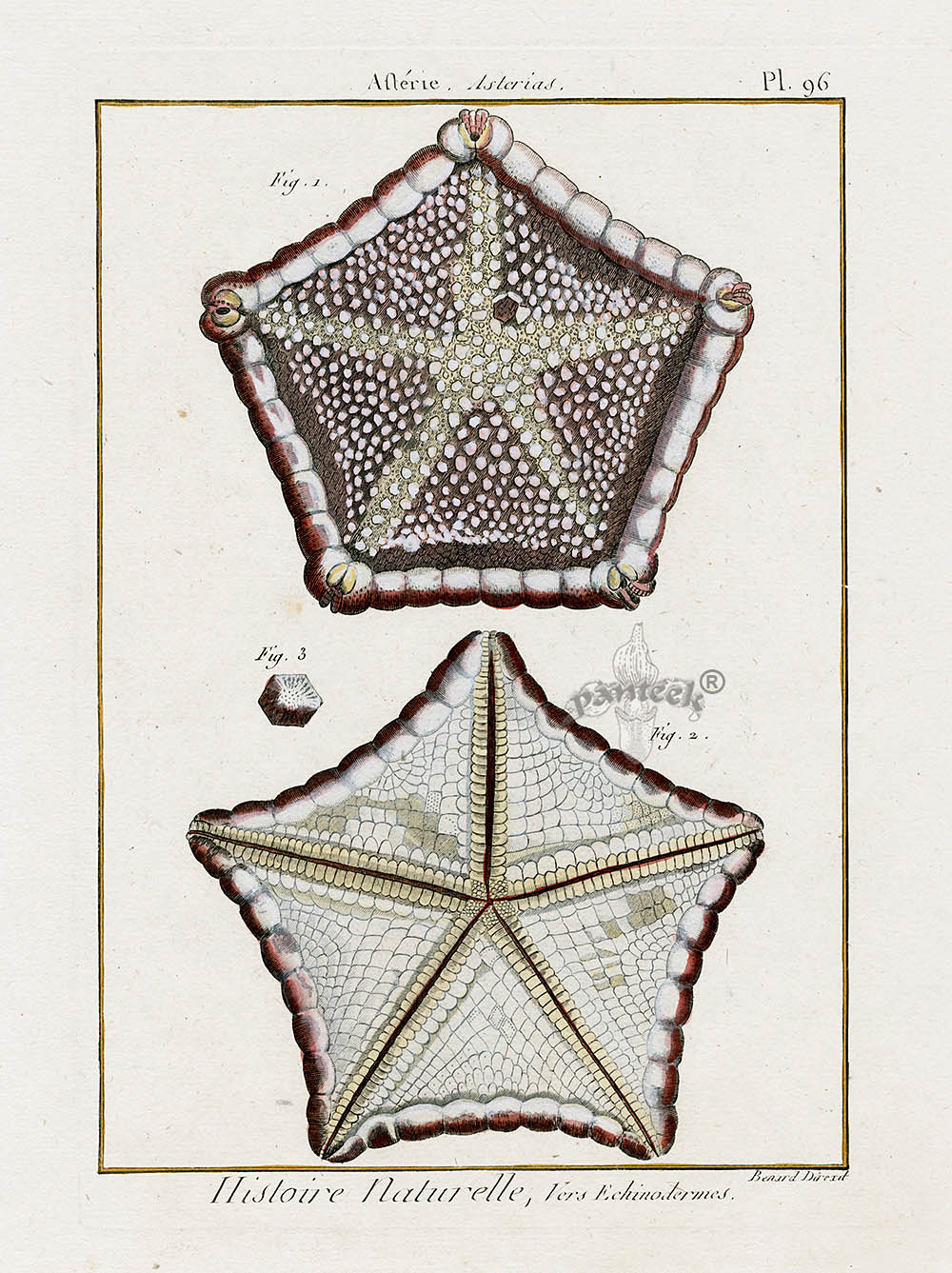 Lamarck Antique Brown Pentagon Starfish 1782