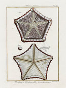 Lamarck Antique Brown Pentagon Starfish 1782 - Panteek Antique Prints