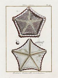 Lamarck Antique Brown Pentagon Starfish 1782 - Panteek Antique Prints