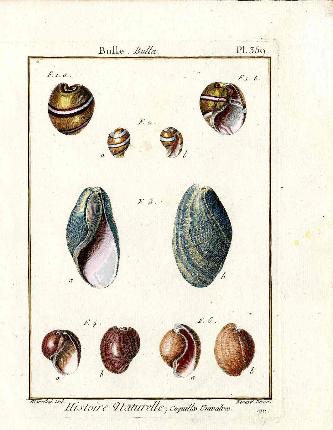 Lamarck Antique Bubble Shells 1782