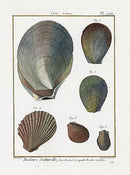Lamarck Antique Clam, Mussel Shells 1782 - Panteek Antique Prints