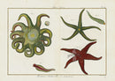 Lamarck Antique Common Starfish 1782 - Panteek Antique Prints