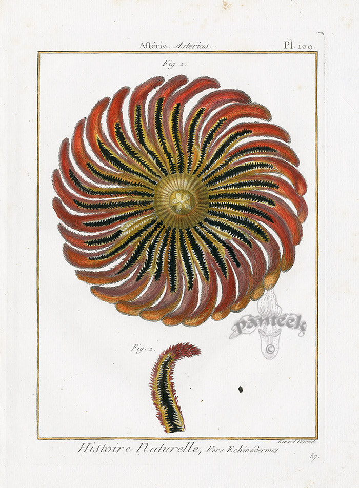 Lamarck Antique Common Sunstar 1782