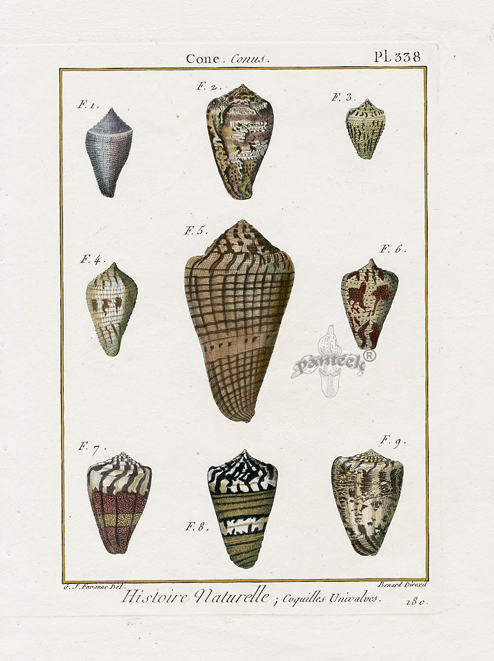 Lamarck Antique Cone Shells 1782