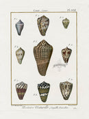 Lamarck Antique Cone Shells 1782 - Panteek Antique Prints