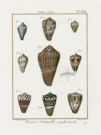 Lamarck Antique Cone Shells 1782 - Panteek Antique Prints
