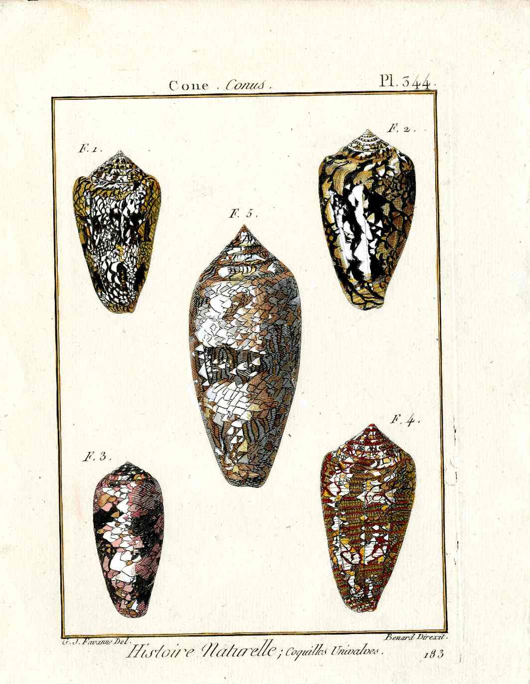 Lamarck Antique Cone Snails Shells 1782