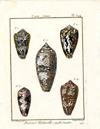 Lamarck Antique Cone Snails Shells 1782 - Panteek Antique Prints