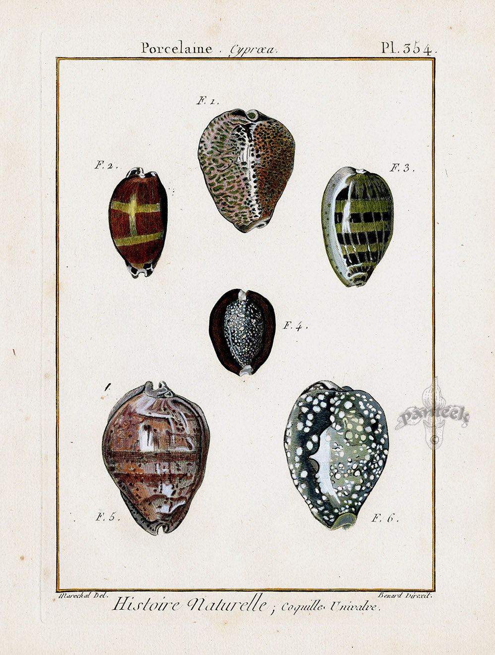 Lamarck Antique Cowrie Shells 1782
