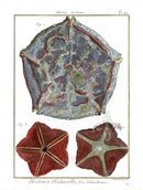 Lamarck Antique Cushion Starfish 1782 - Panteek Antique Prints