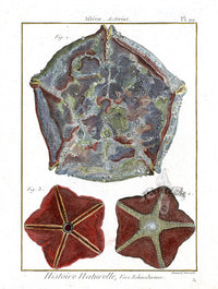 Lamarck Antique Cushion Starfish 1782 - Panteek Antique Prints