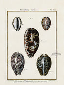 Lamarck Antique Cypraea Shells 1782 - Panteek Antique Prints