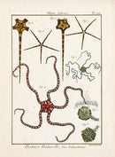 Lamarck Antique Daisy Brittle Star 1782 - Panteek Antique Prints