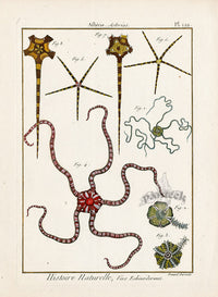Lamarck Antique Daisy Brittle Star 1782 - Panteek Antique Prints
