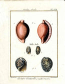 Lamarck Antique Egg Cowrie Shells 1782 - Panteek Antique Prints