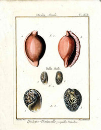 Lamarck Antique Egg Cowrie Shells 1782 - Panteek Antique Prints