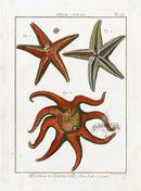 Lamarck Antique Eight-armed Sea Star 1782 - Panteek Antique Prints