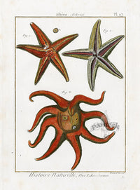 Lamarck Antique Eight-armed Sea Star 1782 - Panteek Antique Prints