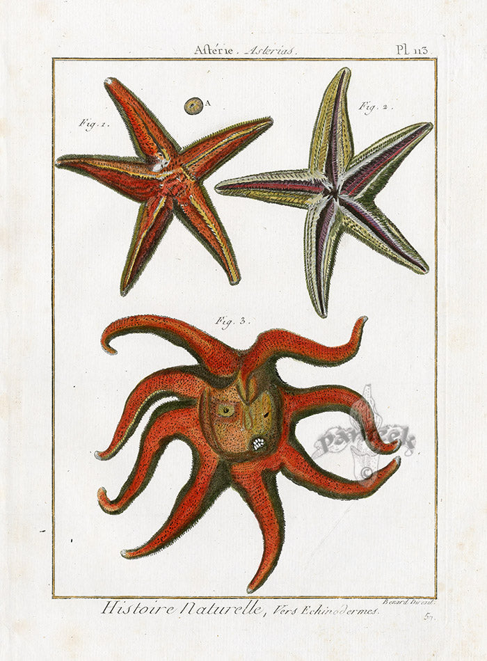 Lamarck Antique Eight-armed Sea Star 1782