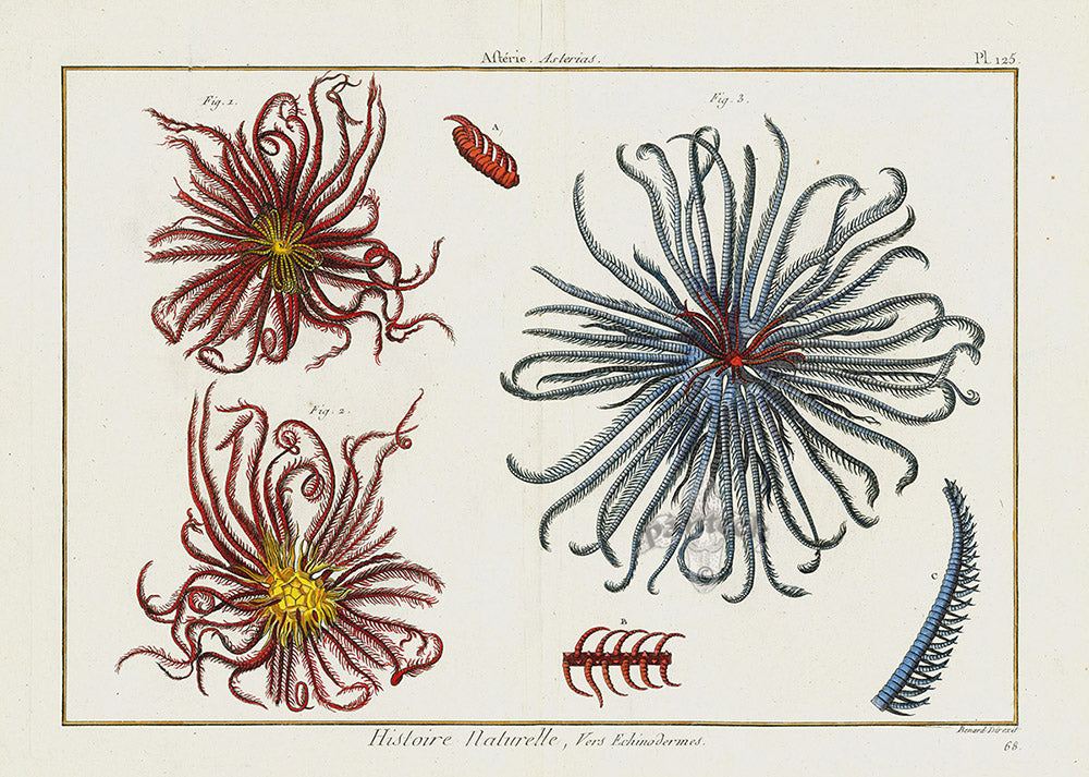 Lamarck Antique Feather Starfish 1782