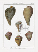 Lamarck Antique Fig Shells 1782 - Panteek Antique Prints