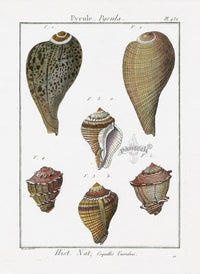 Lamarck Antique Fig Shells 1782 - Panteek Antique Prints