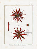 Lamarck Antique Fire Urchin 1782 - Panteek Antique Prints