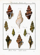 Lamarck Antique Fusus Shells 1782 - Panteek Antique Prints