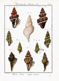 Lamarck Antique Fusus Shells 1782 - Panteek Antique Prints