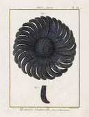 Lamarck Antique Grey Common Sunstar 1782 - Panteek Antique Prints