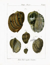Lamarck Antique Harp Shells 1782 - Panteek Antique Prints