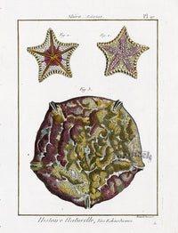 Lamarck Antique Japan Sea Biscuit 1782 - Panteek Antique Prints