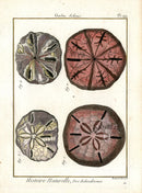 Lamarck Antique Keyhole Sand Dollars 1782 - Panteek Antique Prints