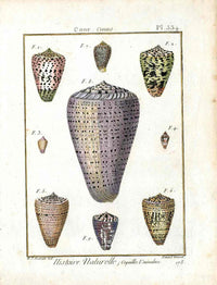 Lamarck Antique Leopard Cone Shells 1782 - Panteek Antique Prints