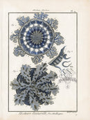 Lamarck Antique Medusa 1782 - Panteek Antique Prints