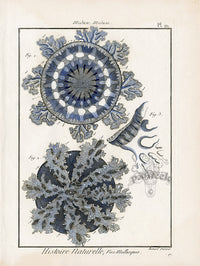 Lamarck Antique Medusa 1782 - Panteek Antique Prints