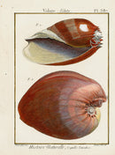 Lamarck Antique Melon Voluta Shells 1782 - Panteek Antique Prints