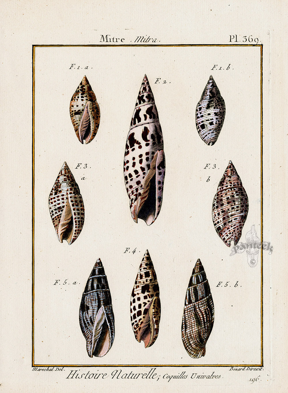 Lamarck Antique Mitra Shells 1782