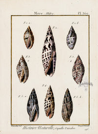Lamarck Antique Mitra Shells 1782 - Panteek Antique Prints