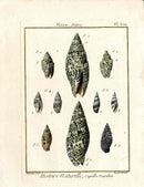 Lamarck Antique Mitre Shells 1782 - Panteek Antique Prints