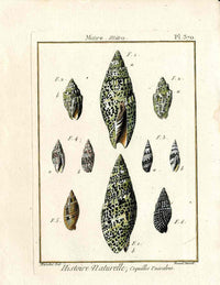 Lamarck Antique Mitre Shells 1782 - Panteek Antique Prints