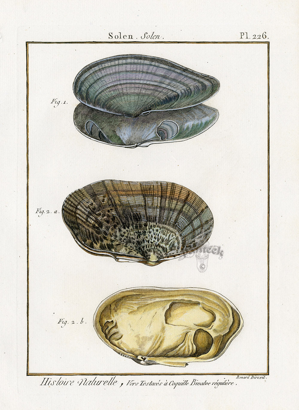 Lamarck Antique Mollusk Shells 1782